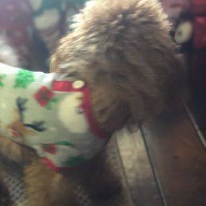 Meet your Posher, Jacqueline